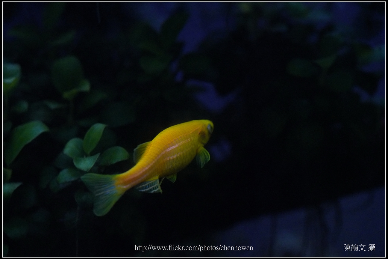 螢光斑馬魚_0172_Fluorescent Zebrafish.jpg
