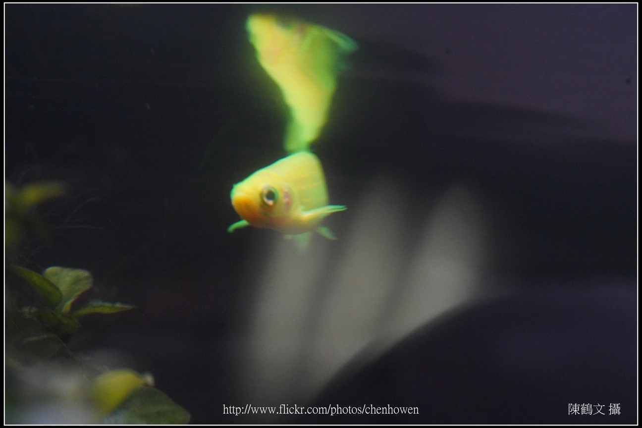 螢光斑馬魚_0165_Fluorescent Zebrafish.jpg