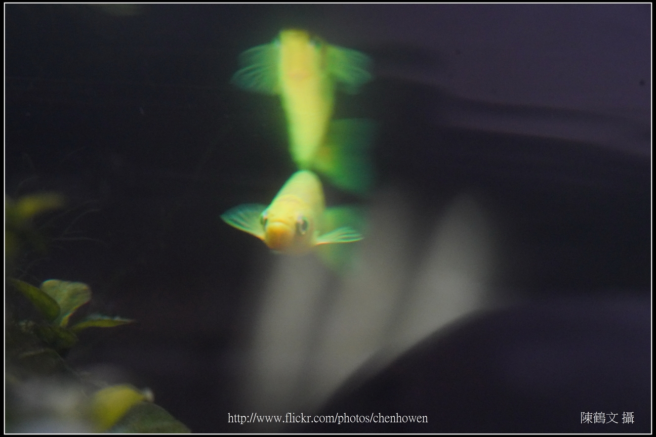 螢光斑馬魚_0164_Fluorescent Zebrafish.jpg