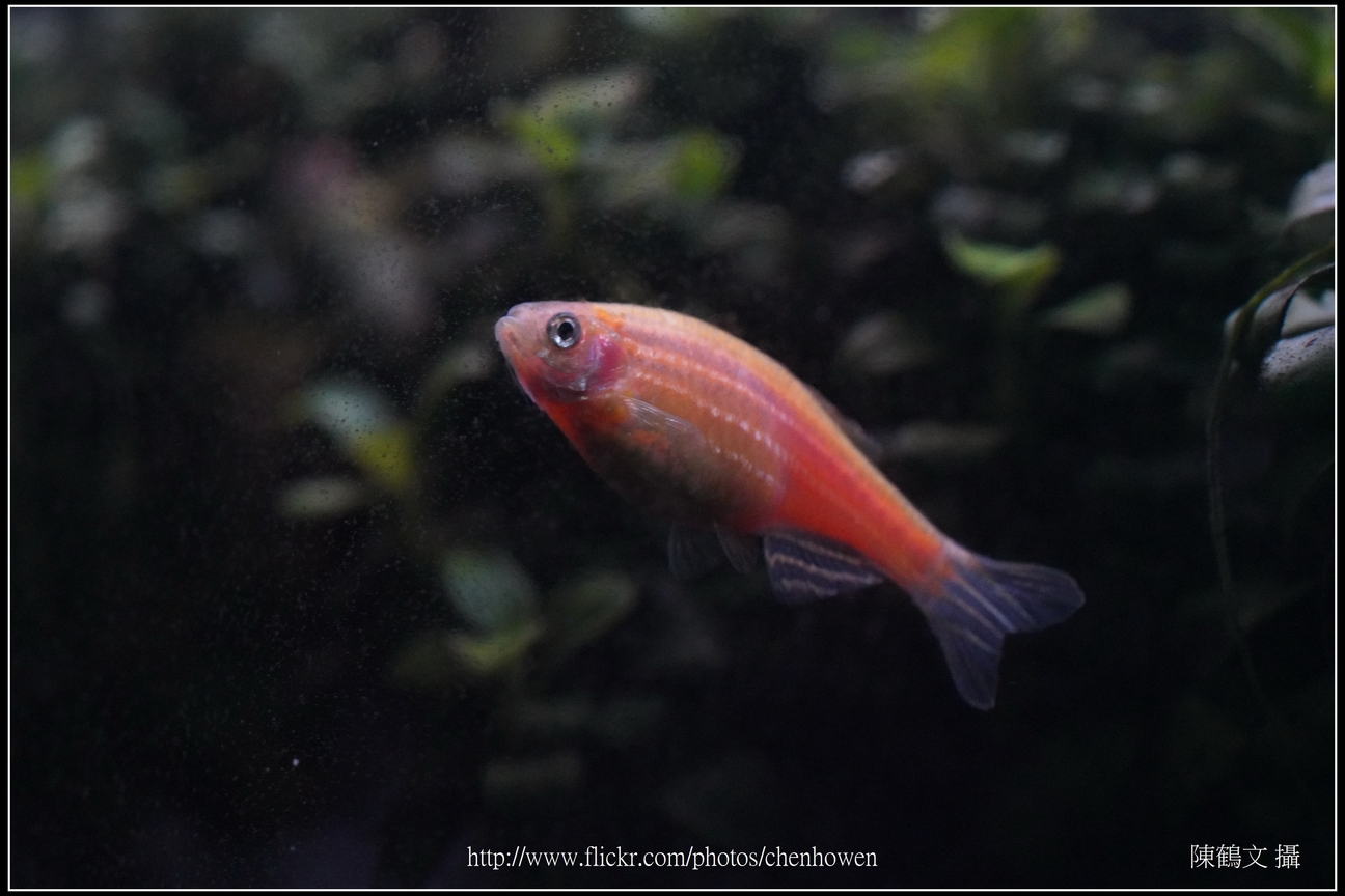 螢光斑馬魚_0166_Fluorescent Zebrafish.jpg