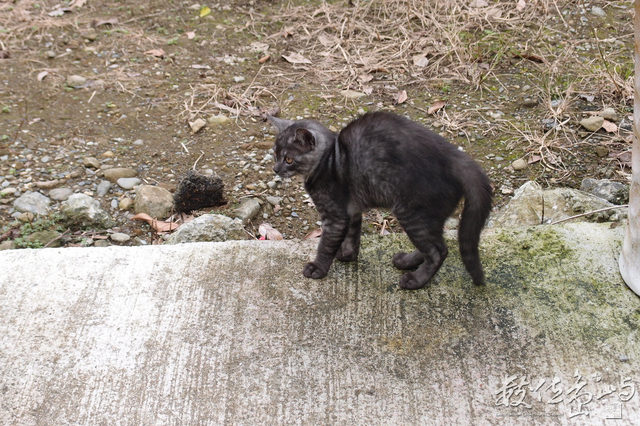 20191031拍攝於赤柯山 (10).JPG