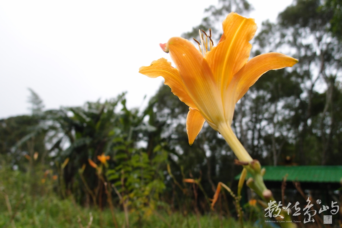 20191031拍攝於赤柯山 (14).JPG