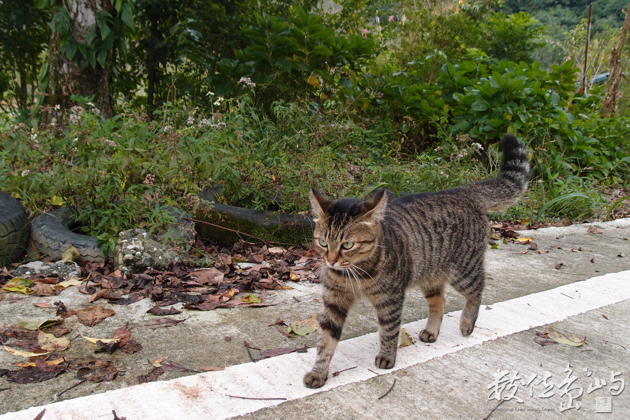 20191031拍攝於赤柯山 (9).JPG