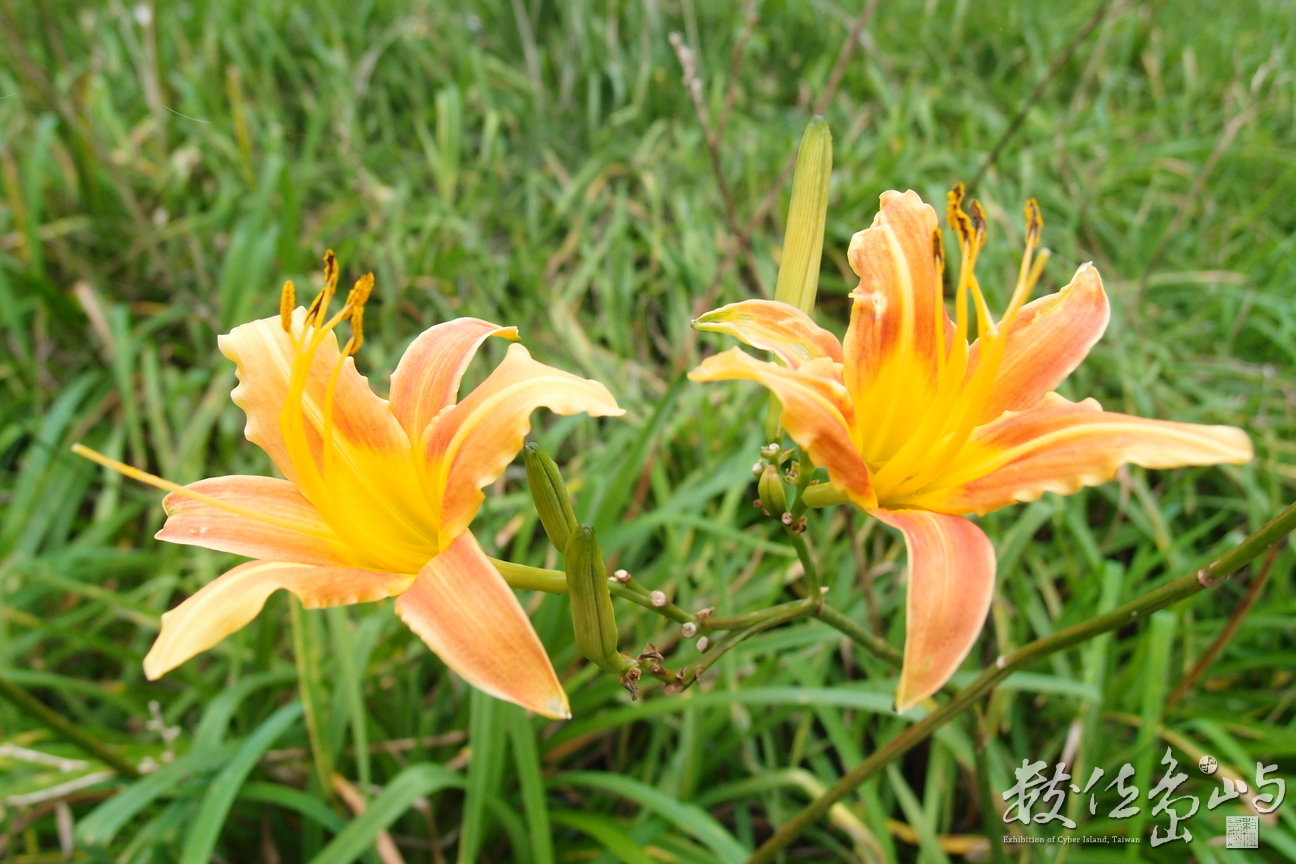 20191031拍攝於赤柯山 (17).JPG