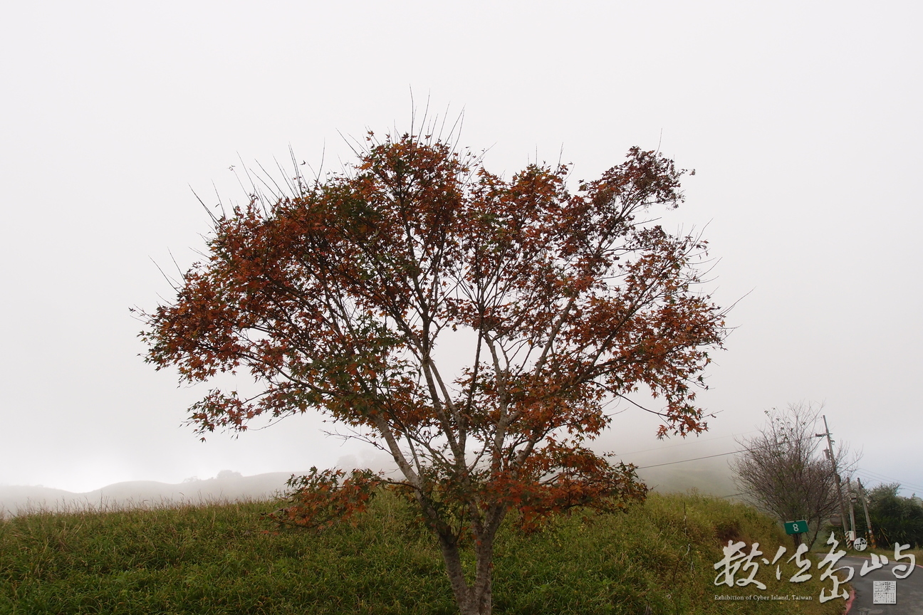 20191031拍攝於六十石山 (3).JPG