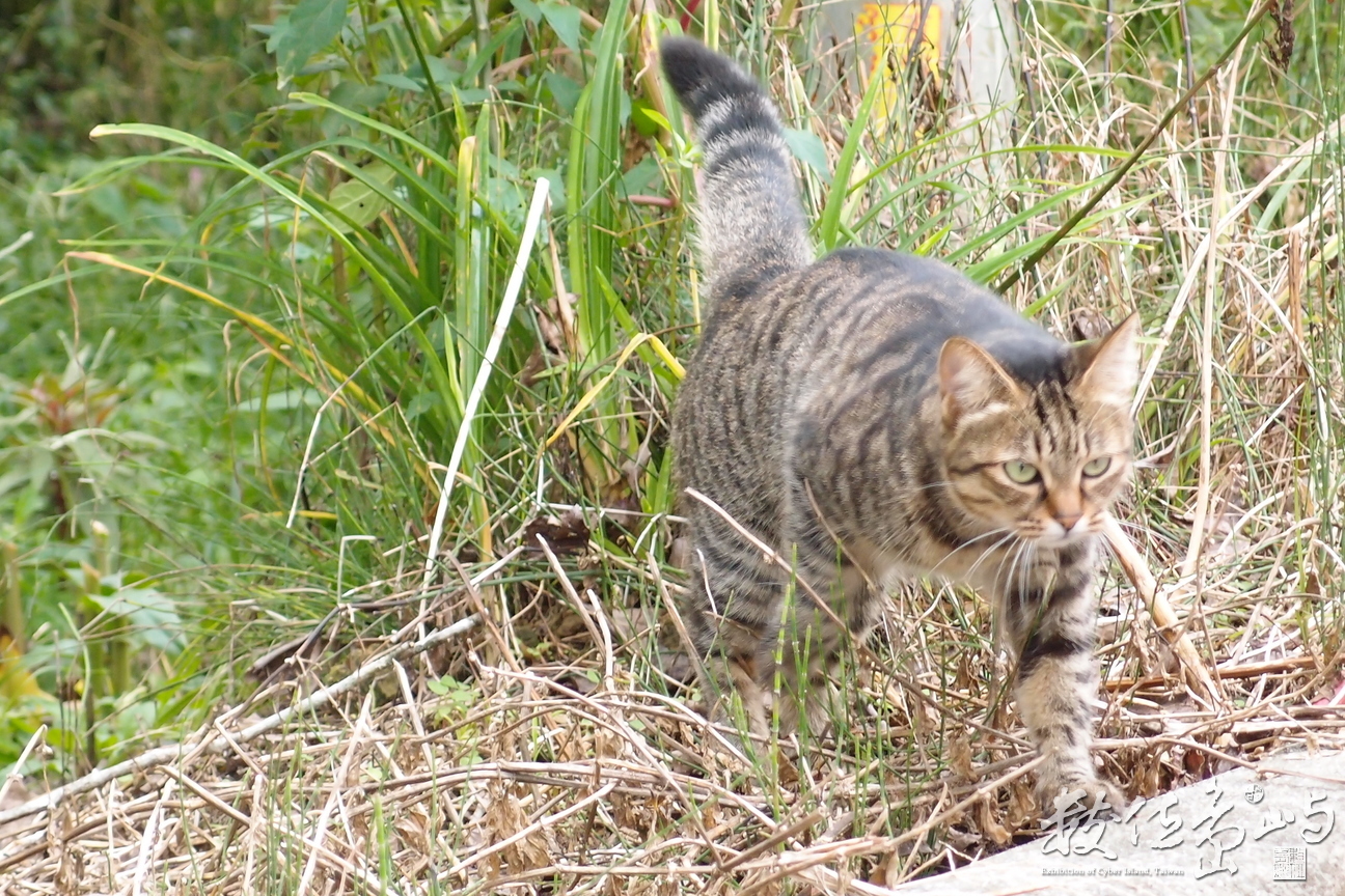 20191031拍攝於赤柯山 (18).JPG
