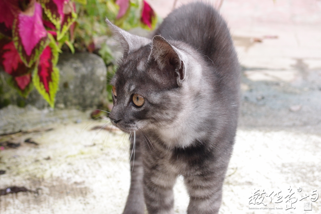 20191031拍攝於赤柯山 (23).JPG