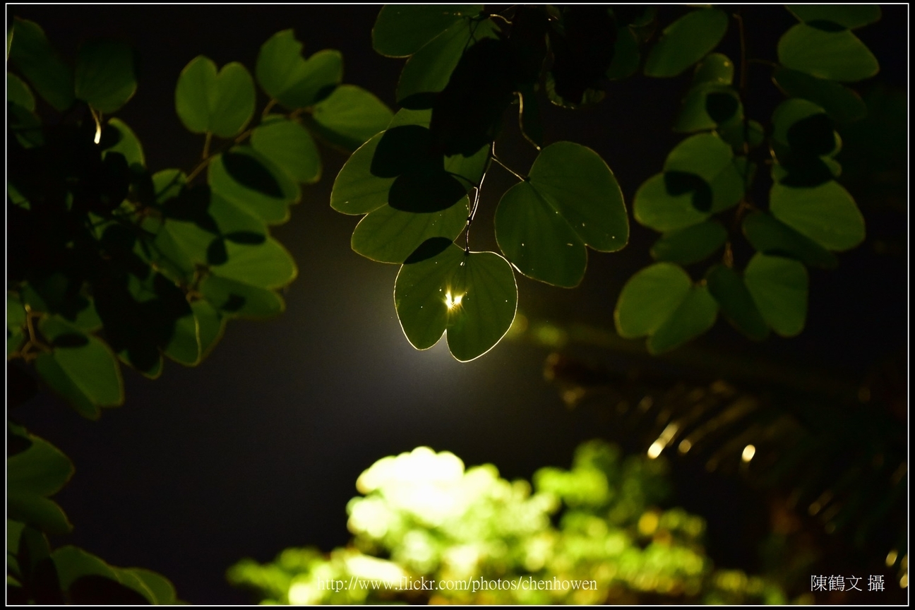 羊蹄甲葉片逆光_Part 03_01