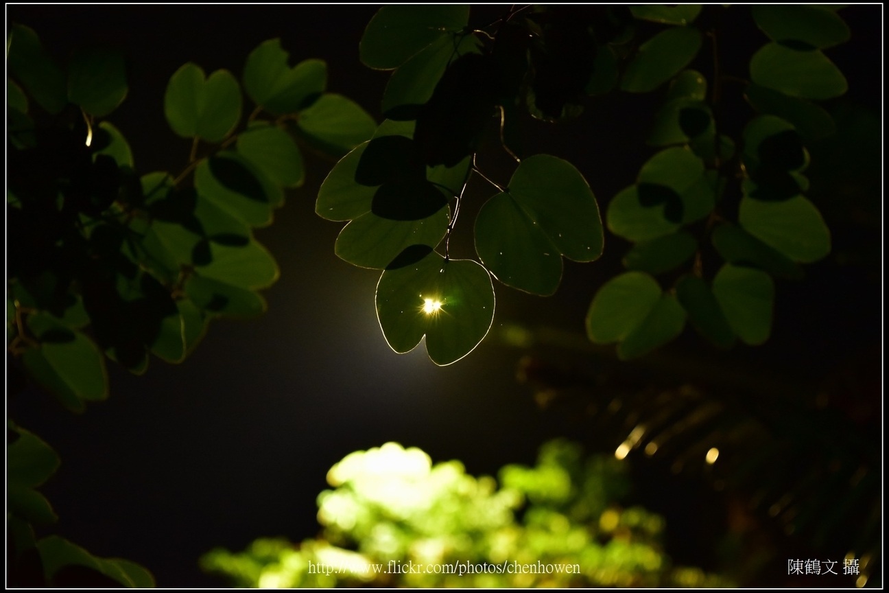 羊蹄甲葉片逆光_Part 03_02