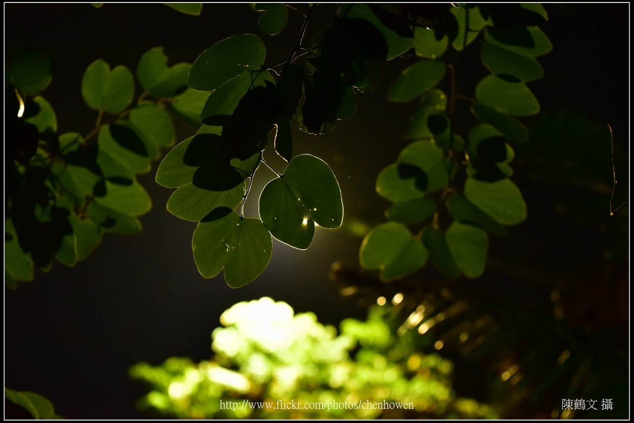 羊蹄甲葉片逆光_Part 02_03_good_葉片中間有星芒，周圍有光透出