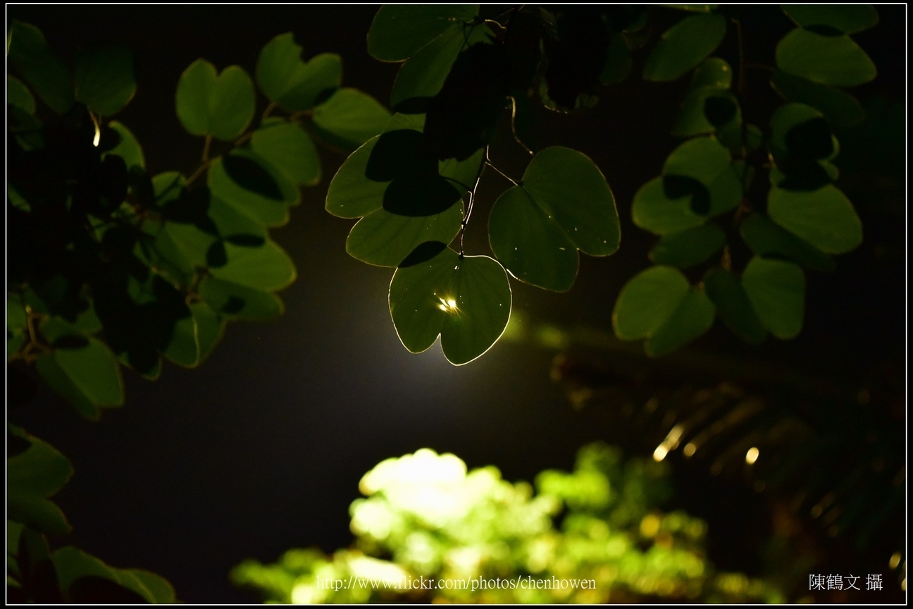 羊蹄甲葉片逆光_Part 03_03_good_葉片中間有星芒，周圍有光透出