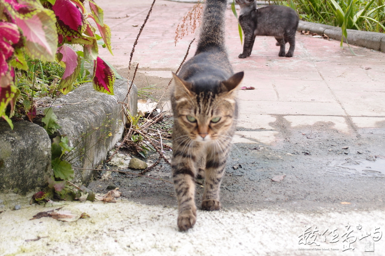 20191031拍攝於赤柯山 (22).JPG