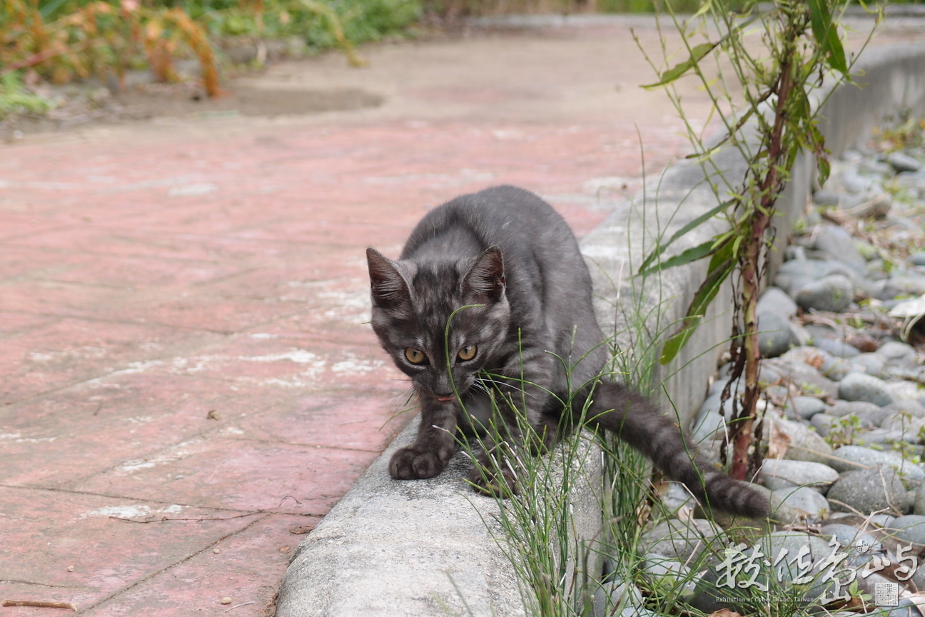 20191031拍攝於赤柯山 (21).JPG