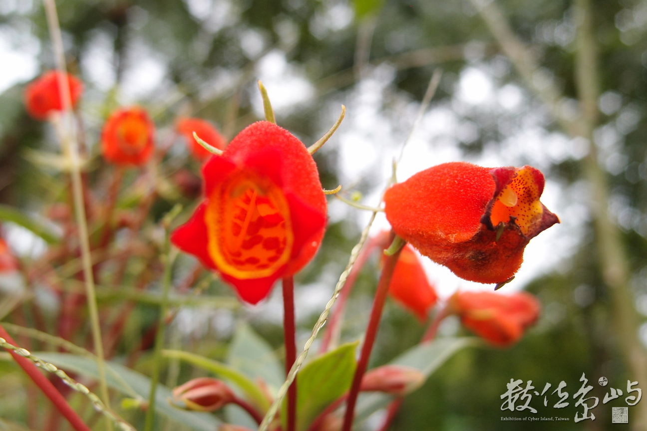 20191031拍攝於赤柯山 (24).JPG