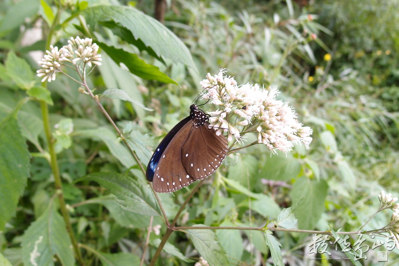 20191031拍攝於赤柯山 (28).JPG