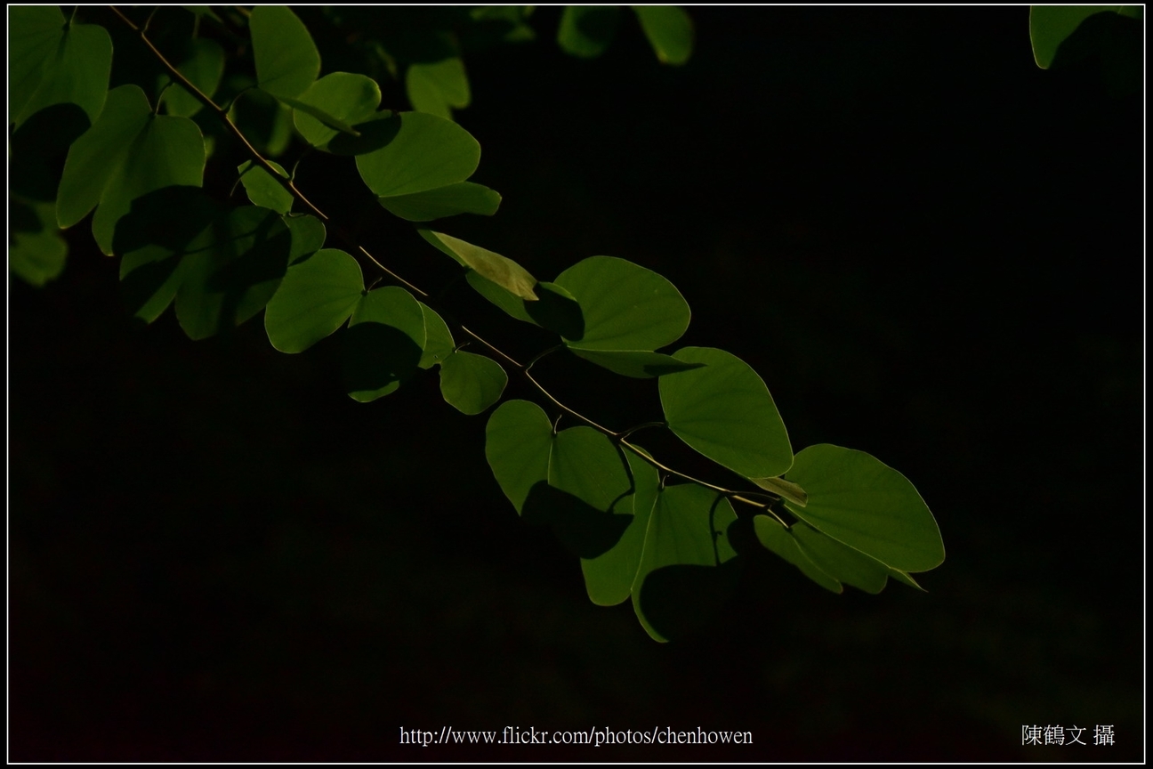 羊蹄甲樹枝和葉片剪影