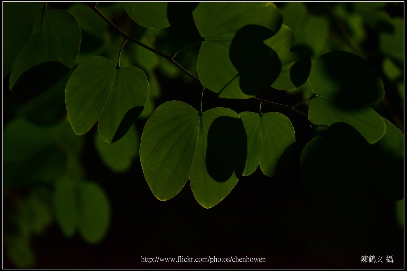 羊蹄甲葉片剪影