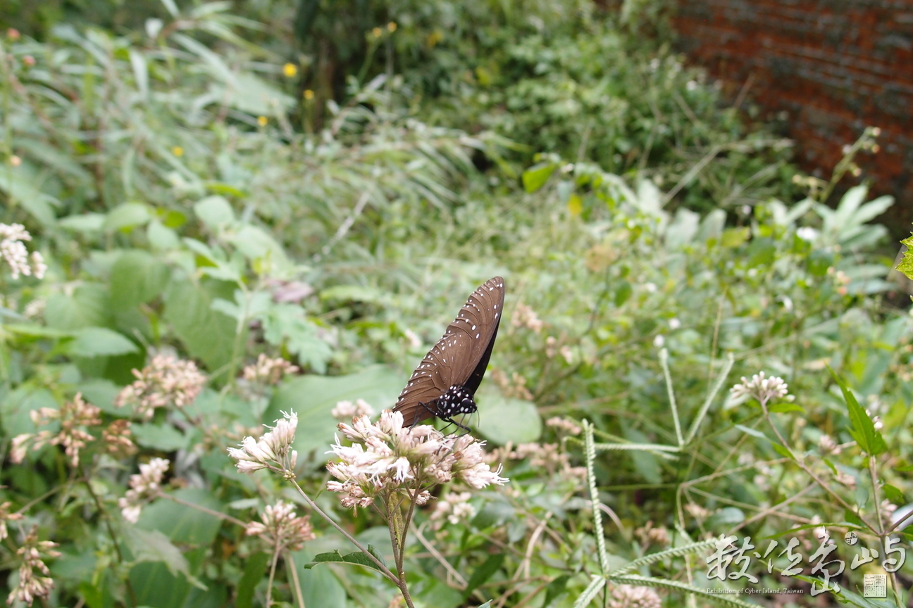 20191031拍攝於赤柯山 (26).JPG