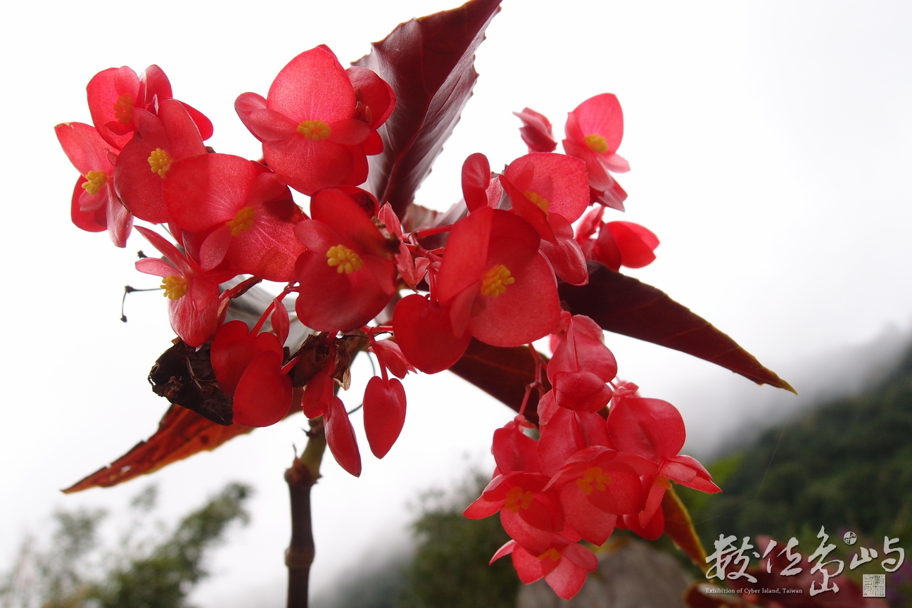 20191031拍攝於赤柯山 (25).JPG