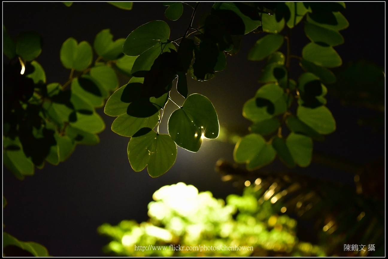 羊蹄甲葉片逆光_Part 01_01_good_有星芒