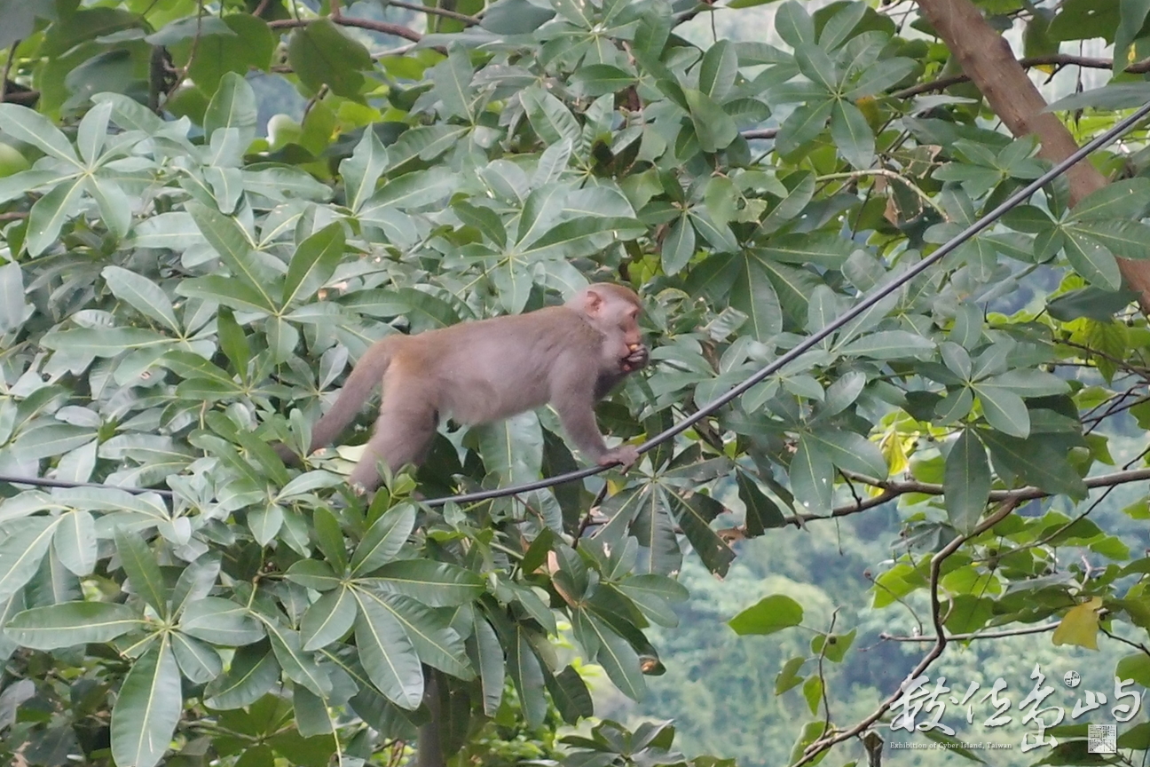 20191101拍攝於台東 (7).JPG