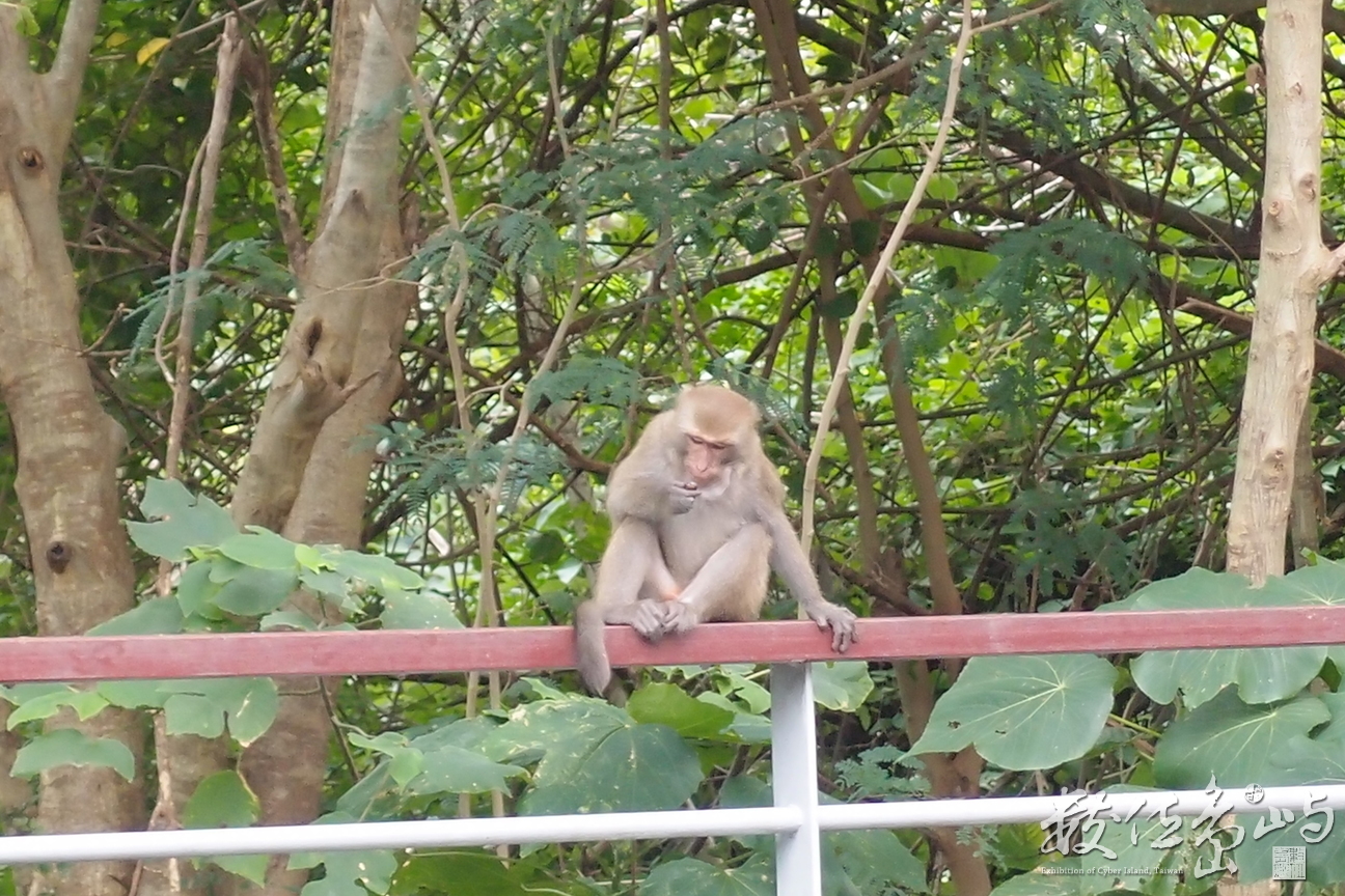 20191101拍攝於台東 (4).JPG