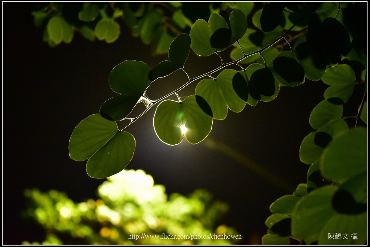 羊蹄甲樹枝和樹葉逆光_08