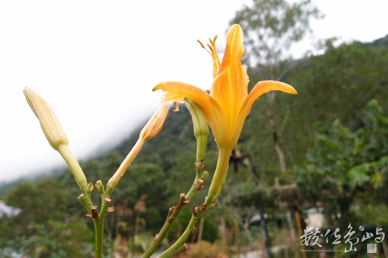 20191031拍攝於赤柯山 (15).JPG