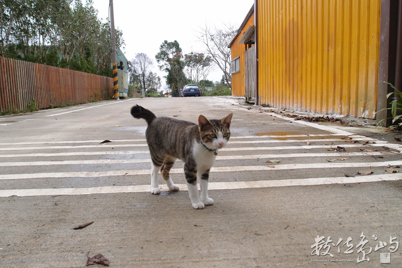 20191031拍攝於赤柯山 (8).JPG