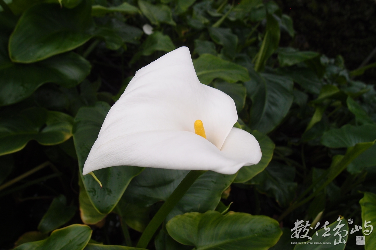 20191031拍攝於六十石山 (14).JPG