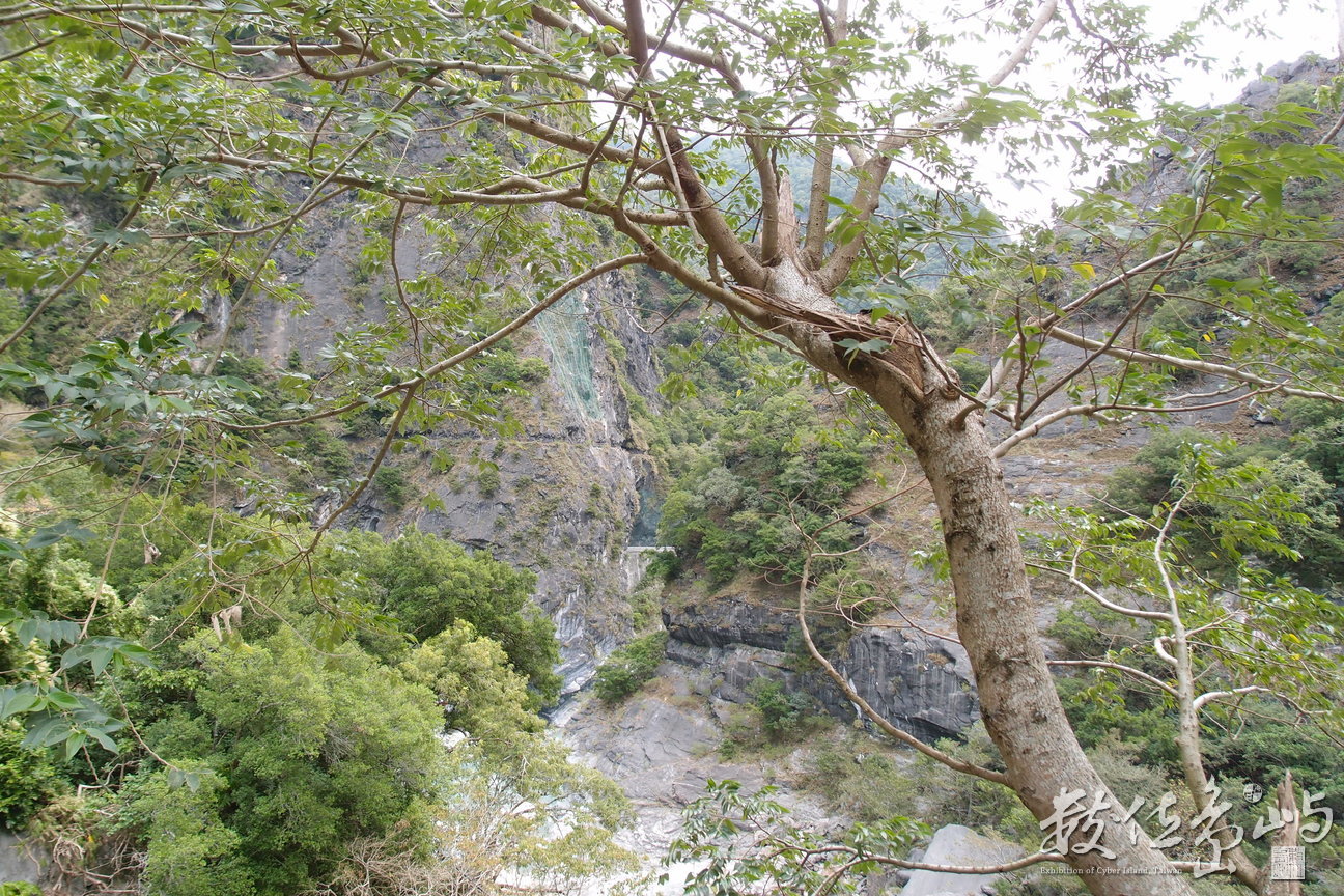 20191030拍攝於天祥 (4).JPG