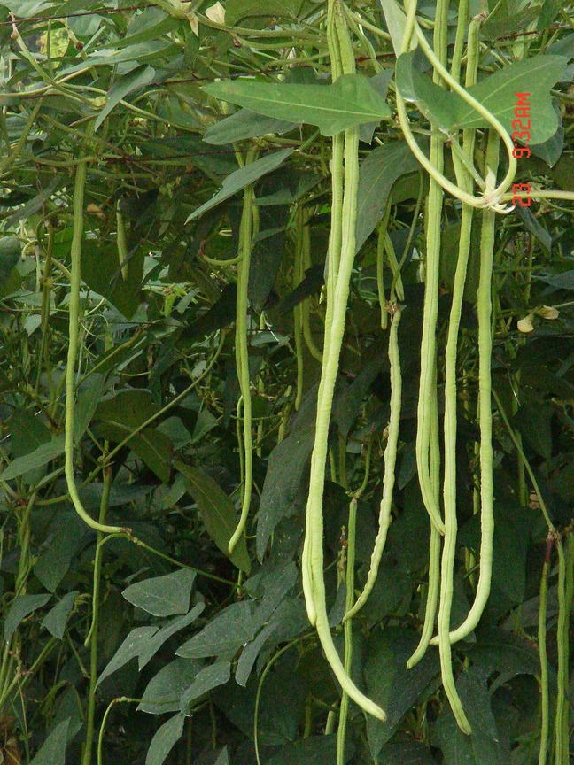 長豆(豆角)
