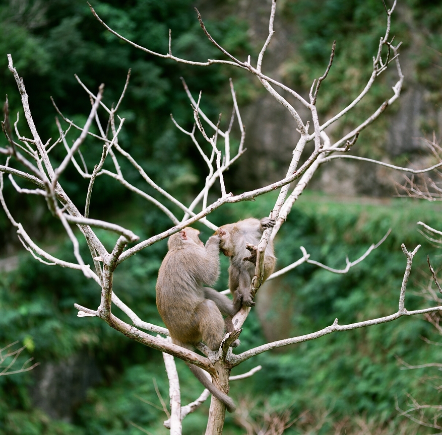 台灣獼猴