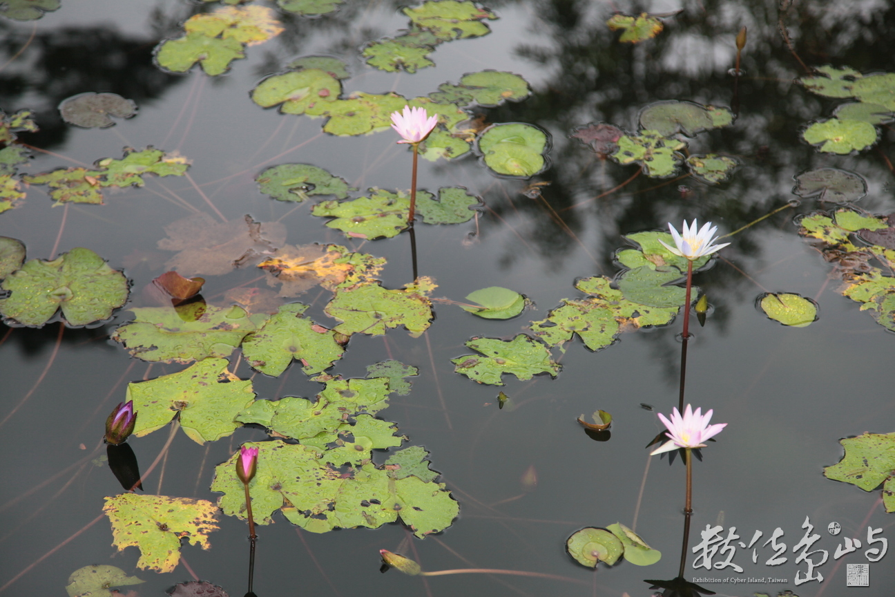 2011年1112花蓮35