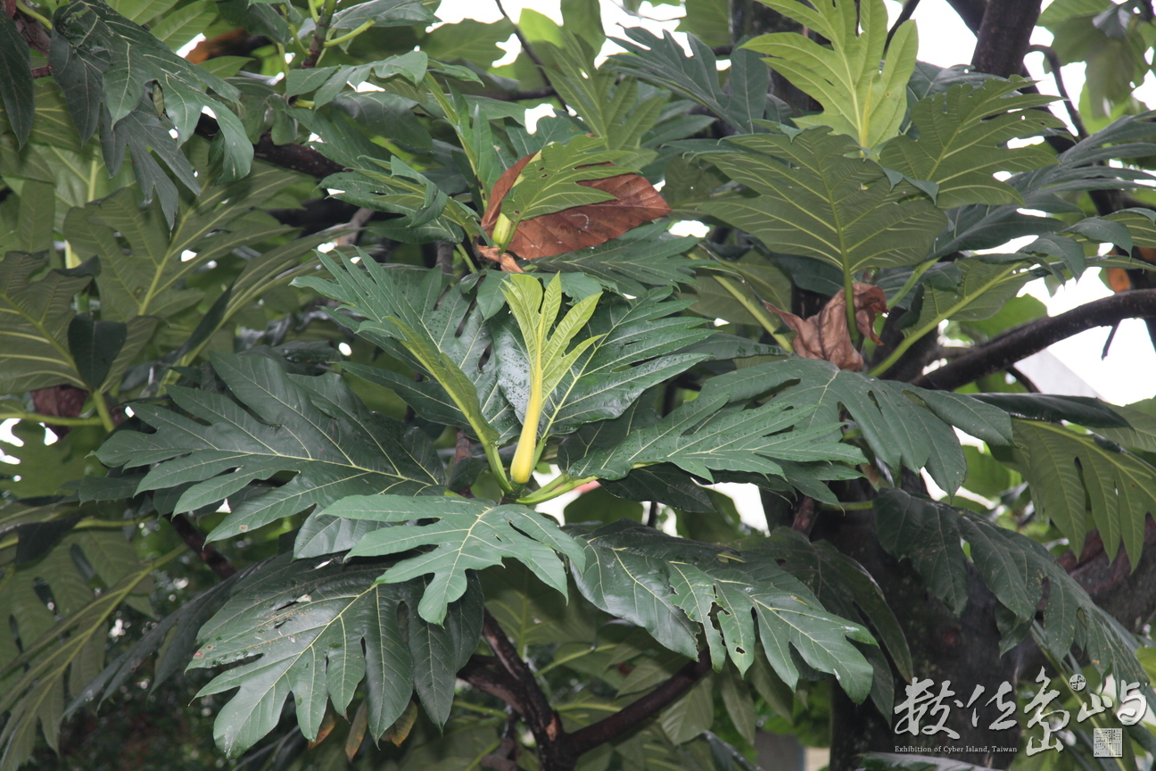 2011年1112花蓮96