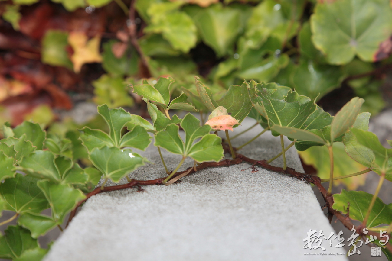 2011年1112花蓮71