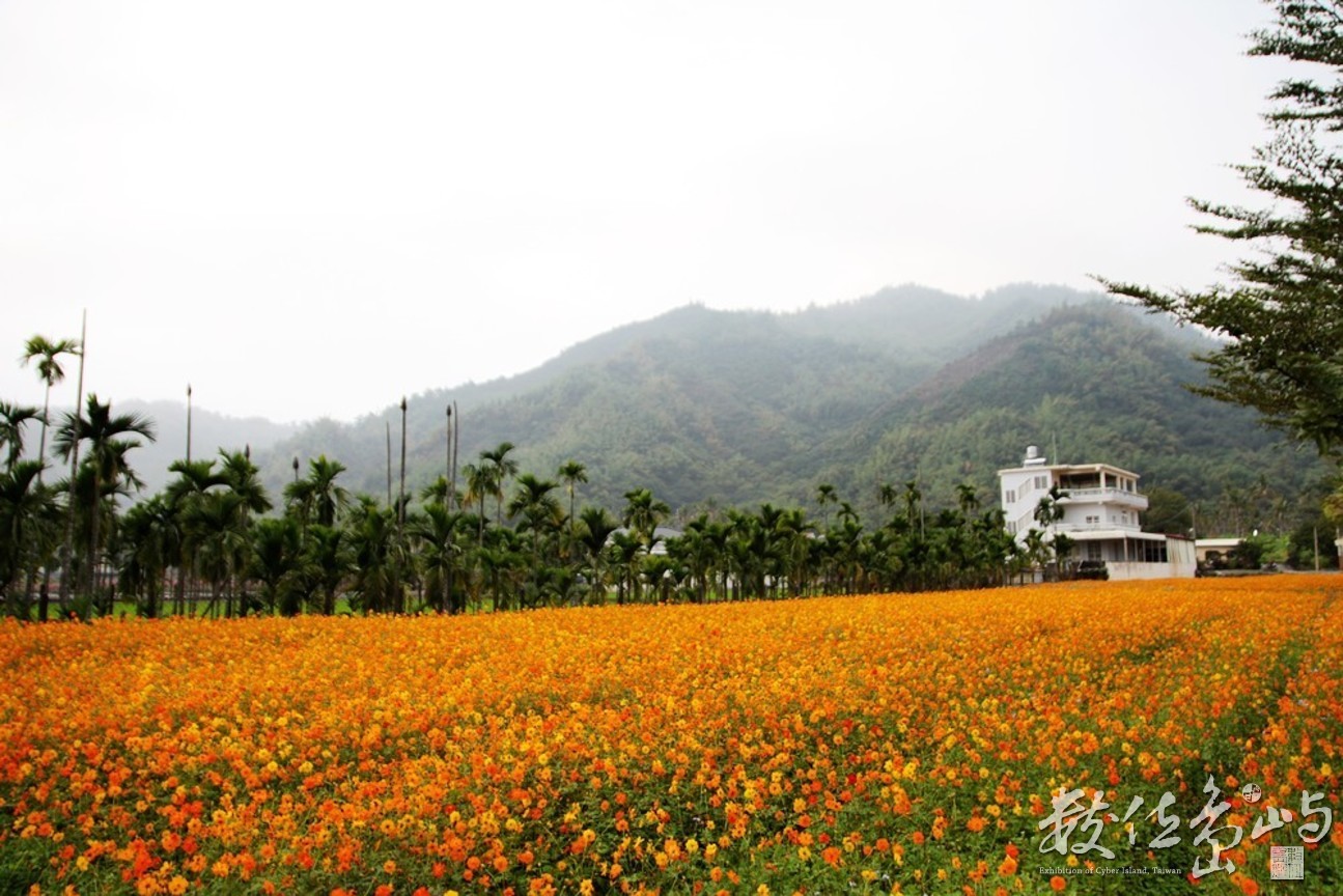 高雄市美濃區－花海