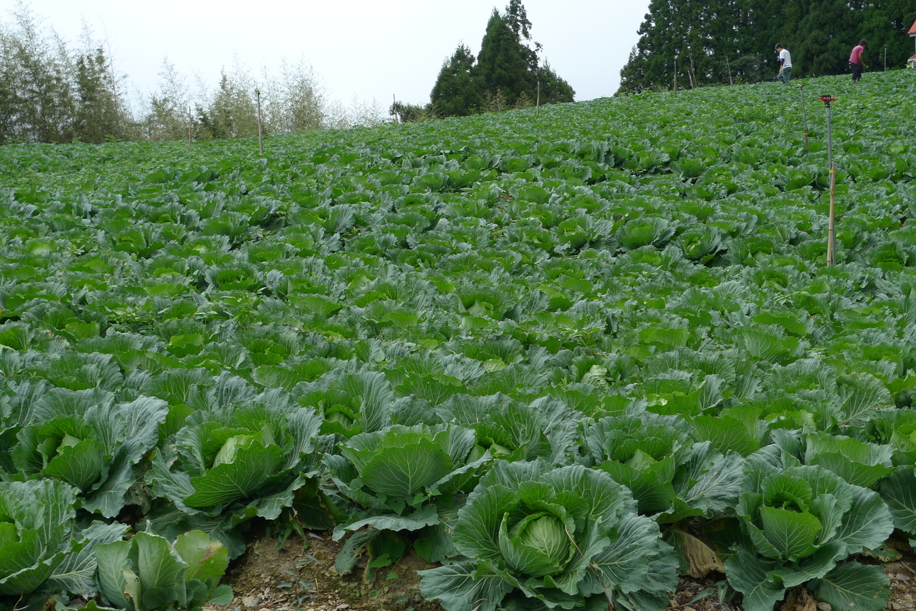 高山高麗菜田