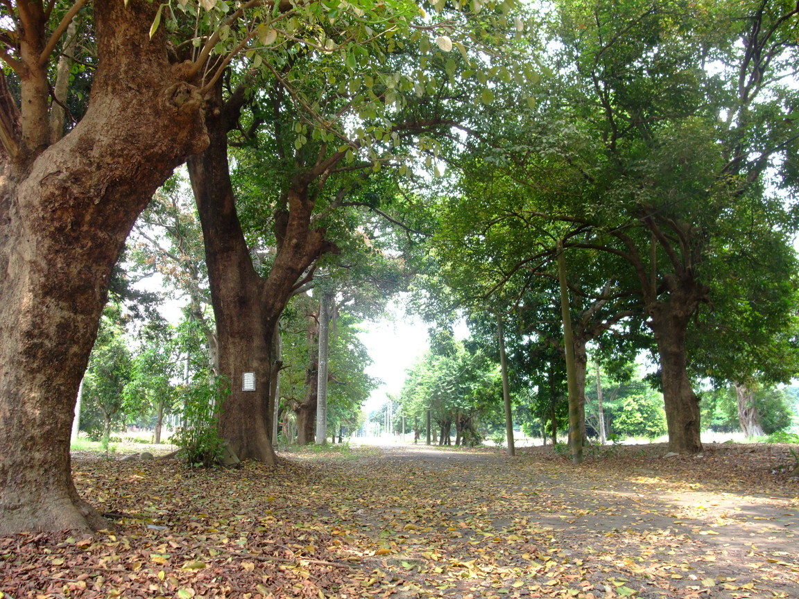 台南市鹽水區-岸內菩提樹