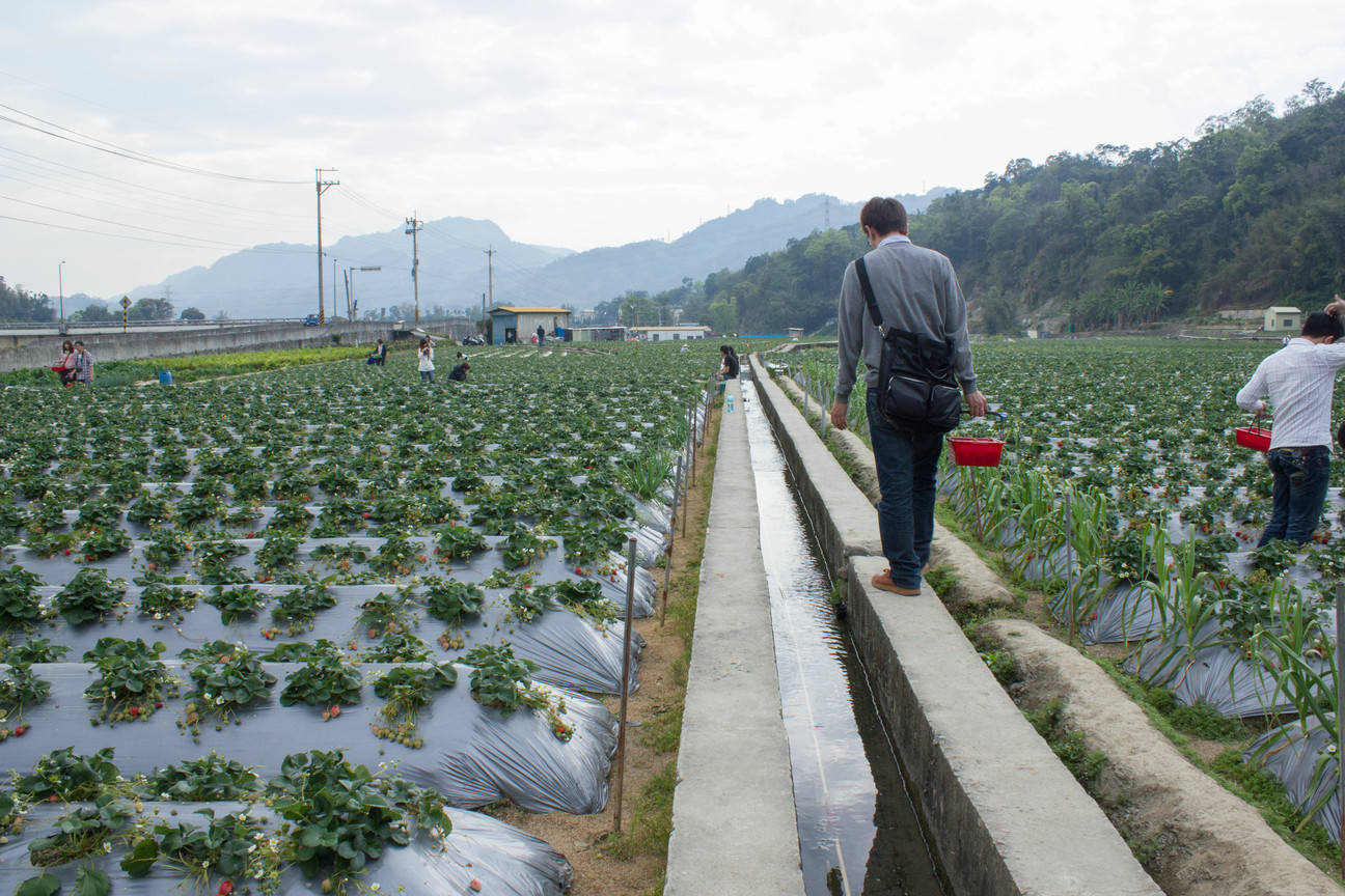 苗栗縣大湖鄉-採莓趣