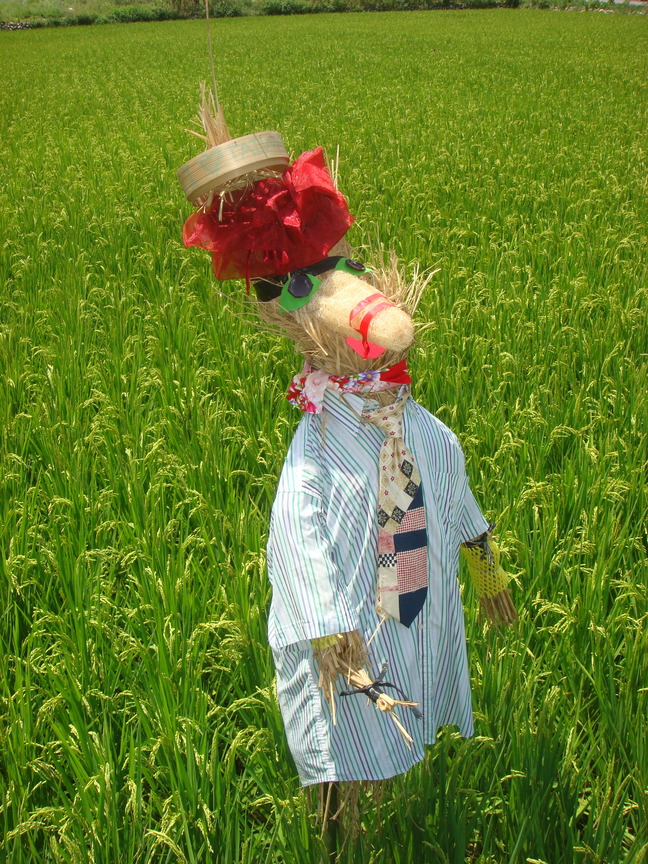 苗栗縣苑裡鎮－ 有機稻