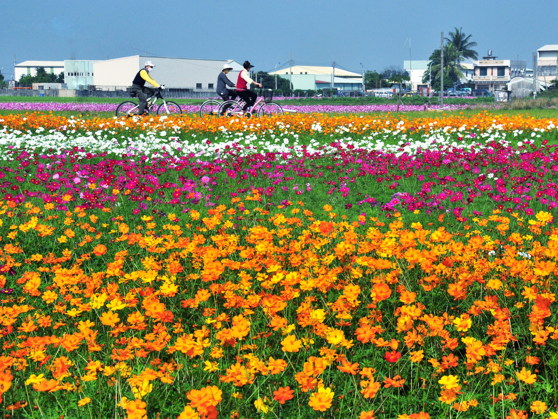嘉義市西區-花海之美2011.12.18