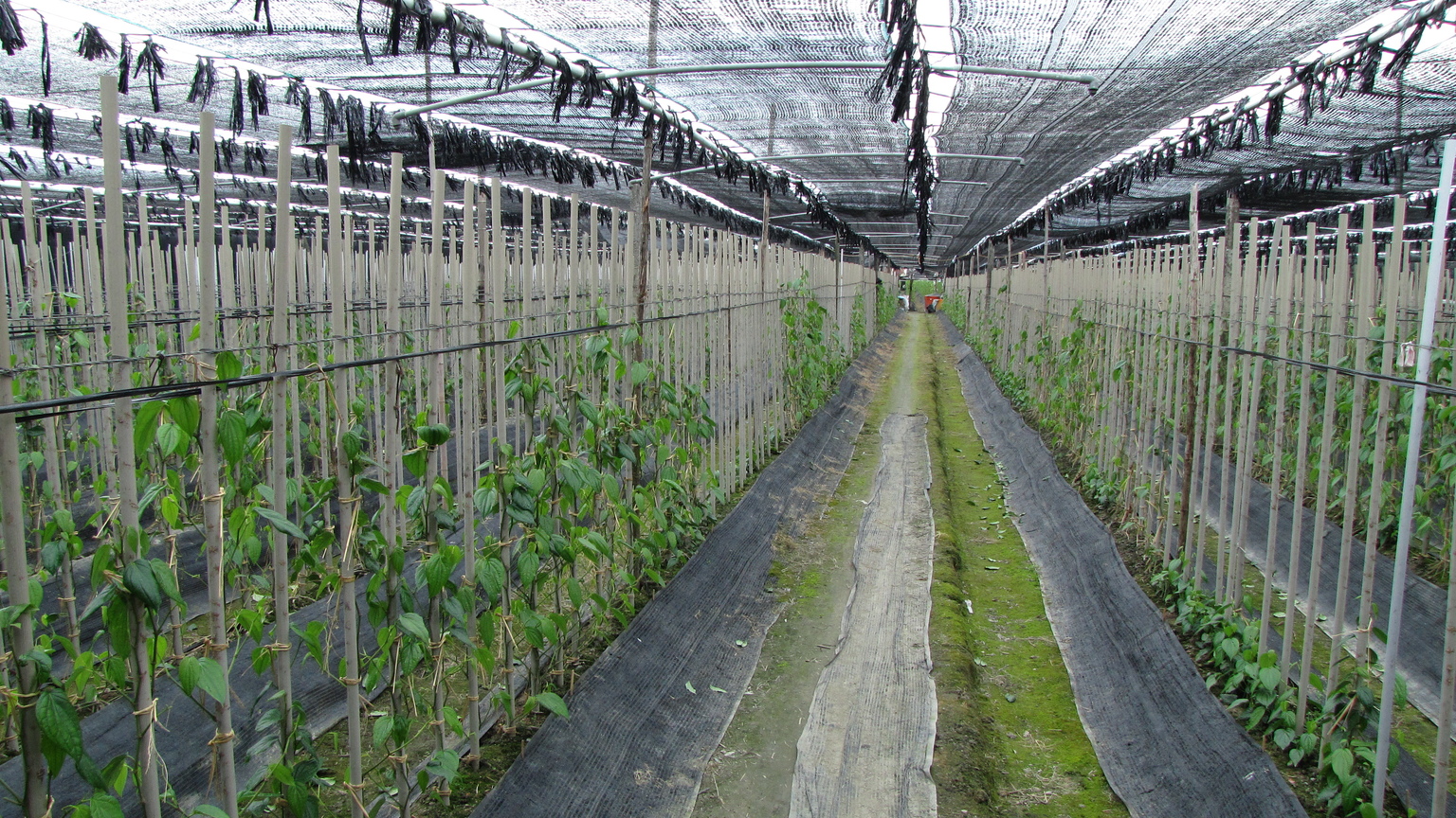 臺東縣臺東市－綠金