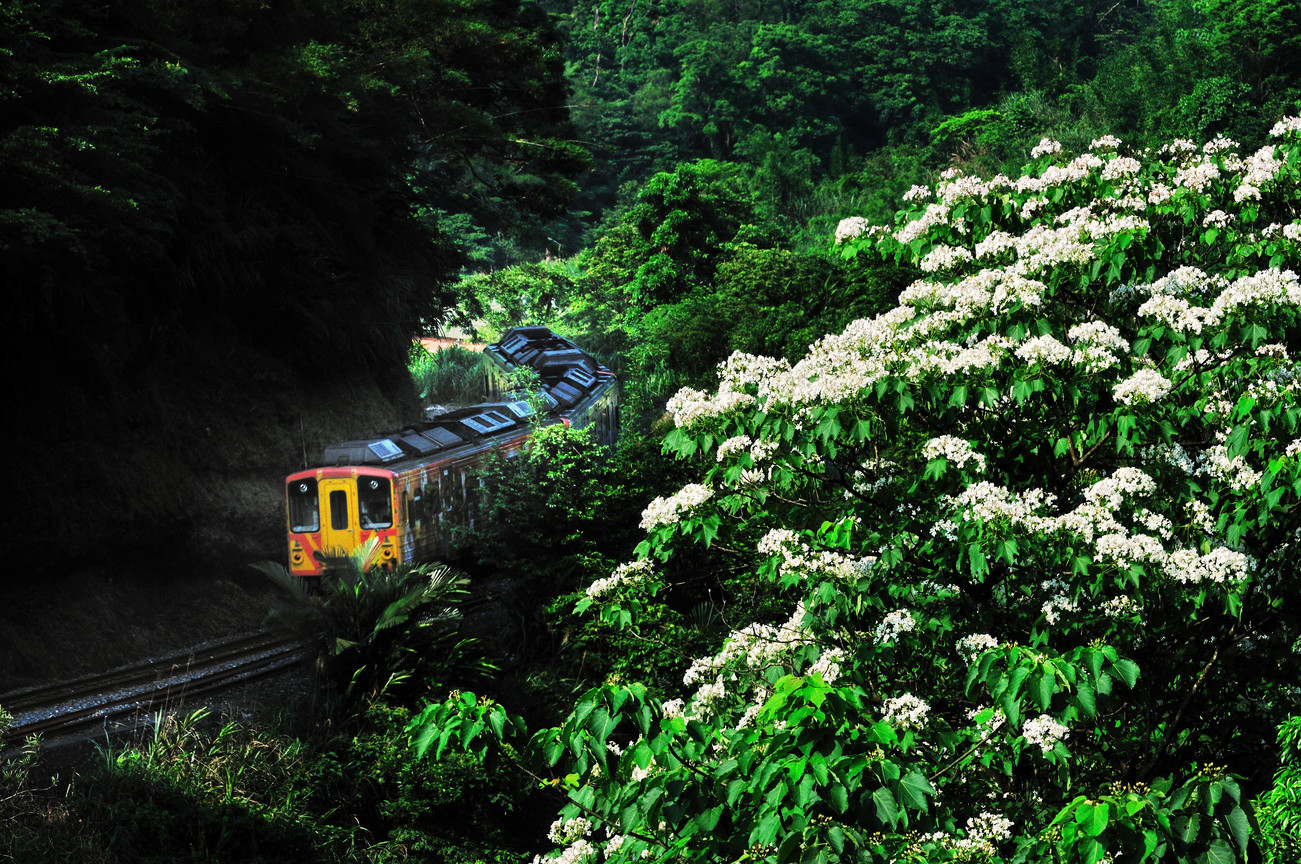 新北市平溪區-桐花火車