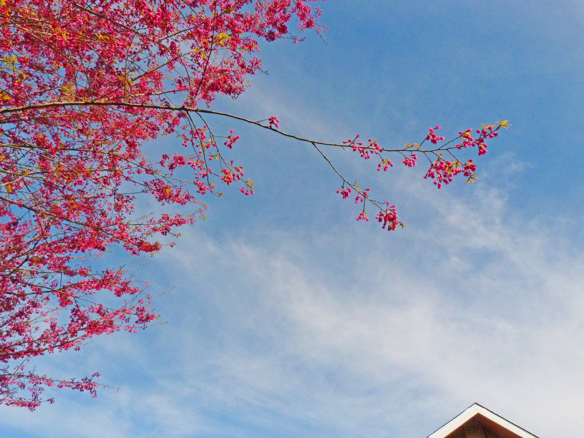 新竹縣五峰鄉-探山櫻