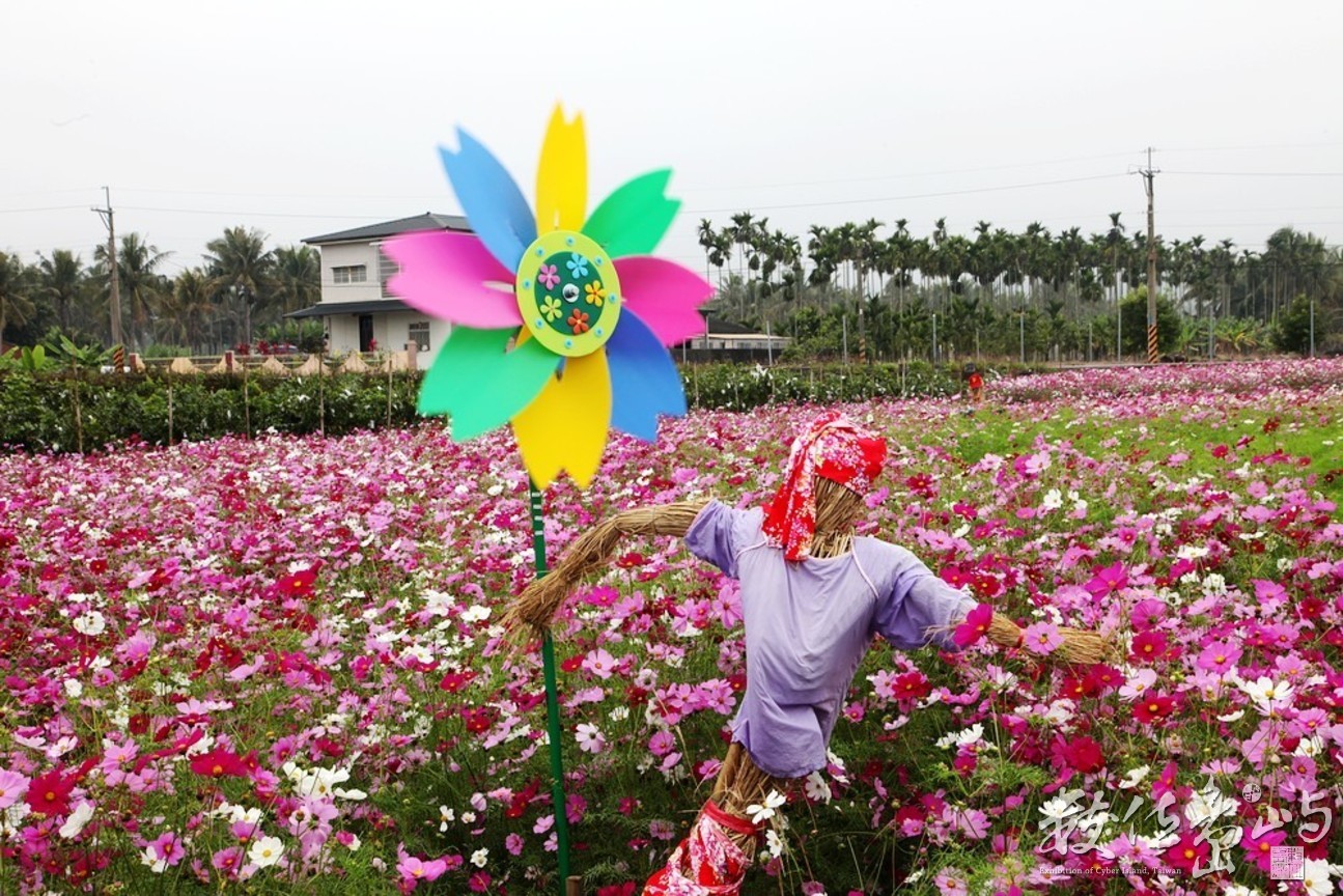 高雄市杉林區－葵舞杉林