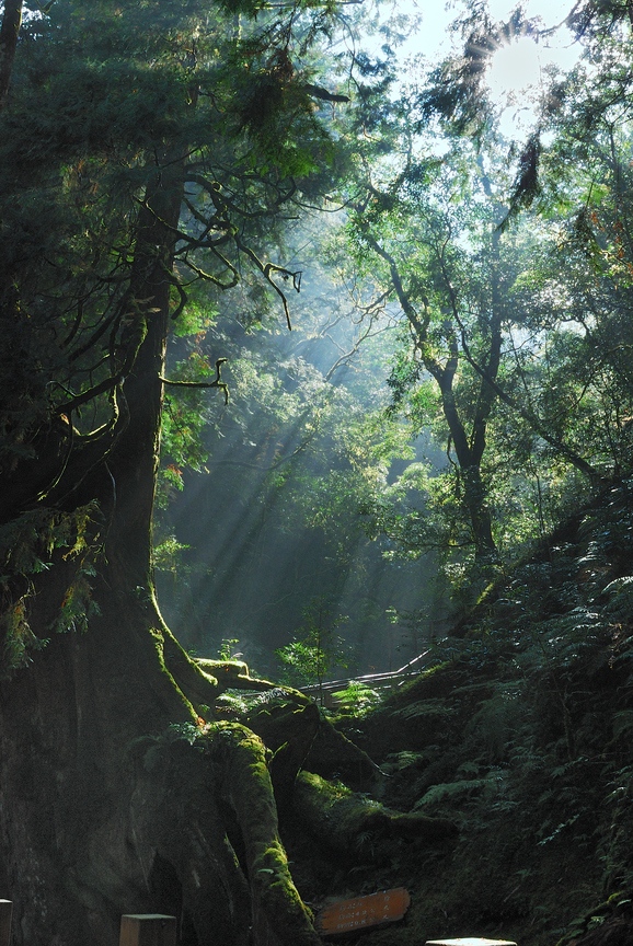 桃園縣復興鄉-拉拉山森林步道