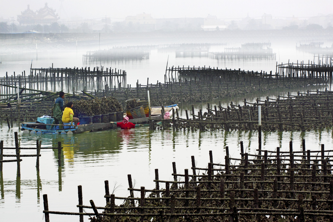 嘉義縣布袋鄉布袋村 蚵棚之美