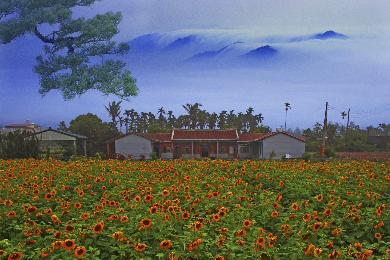 高雄市美濃區美濃里 向日葵之美