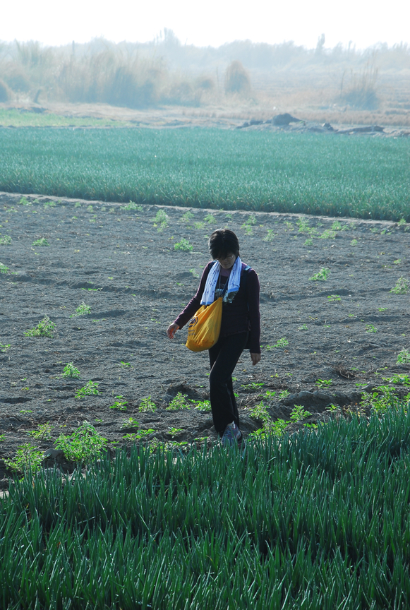 彰化縣大城鄉 蔥田